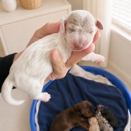 AKC Isabella dapple piebald - Dapple male Dachshund puppy in Indian Trail, North Carolina from Hilda’s Teenie Weenies