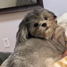 Brooklyn - Shih Tzu