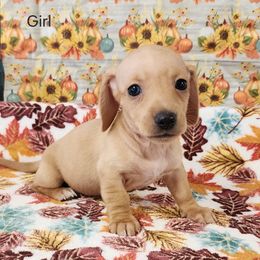 Jeri - Cream female Dachshund puppy in Anaconda, Montana from Williams Family Dachshunds