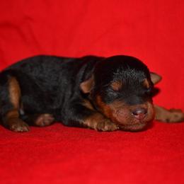 Fern - Black and tan male Welsh Terrier puppy in Draper, Virginia from Shady Oaks WFT