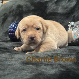 Charlie Brown - Yellow male Labrador Retriever puppy in Tigard, Oregon from Morrison Labrador Retreivers