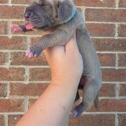 Tonks - Fawn female Great Dane puppy in Arlington, Texas from Scoober Danes