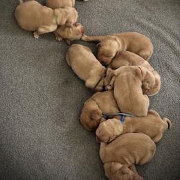 Aria (Pink) 18003 - Dark golden female Golden Retriever puppy in Middleburg, Pennsylvania from South Hill Golden Retrievers