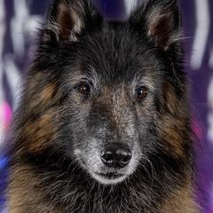 Belgian Tervuren from Snowflower Belgian Tervuren