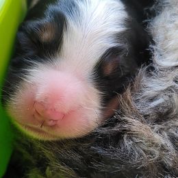 Bernese Mountain Dog Puppies from Pasch’s Beautiful Bernese