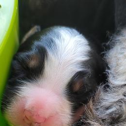 Bernese Mountain Dog Puppies from Pasch’s Beautiful Bernese