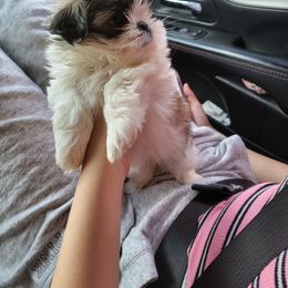 Shih Tzu Puppies from Jannete's Shih Tzus