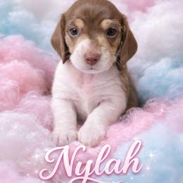 Nylah - Piebald female Dachshund puppy in New Caney, Texas from BouncinMiniWeenies