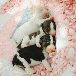Poodle Puppies from Setting the Standard Poodles