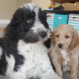 Clarabelle - Goldendoodle