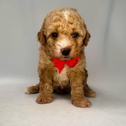 Red Boy - Apricot male Goldendoodle puppy in Hot Springs, Arkansas from Hot Springs Kennels