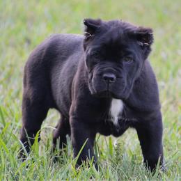 Zucchini - Black male Cane Corso puppy in Lusby, Maryland from Coastal View Kennels