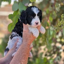 Milo - Black and white male Cavapoo puppy in Las Cruces, New Mexico from Moongate Cavaliers