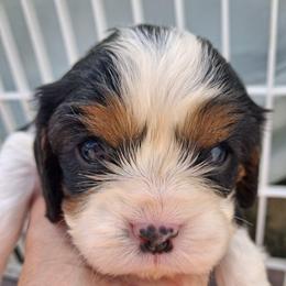 Red collar, Callee mae - Tri-color female Cavalier King Charles Spaniel puppy in Colorado Springs, Colorado from True Love Colorado Cavalier King Charles Spaniels