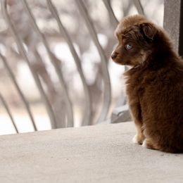 Australian Shepherd, Miniature American Shepherd, Miniature Australian Shepherd, and Toy Australian Shepherd Puppies from Painted Blue Aussies