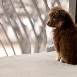 Australian Shepherd, Miniature American Shepherd, Miniature Australian Shepherd, and Toy Australian Shepherd Puppies from Painted Blue Aussies