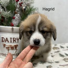 Hagrid - Sable male Pembroke Welsh Corgi puppy in Waverly, Iowa from A Hurd of Corgis