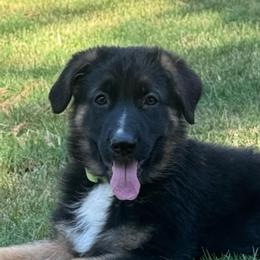 Light green collar boy - Black and tan male German Shepherd puppy in Mc Donough, Georgia from Barick German Shepherds