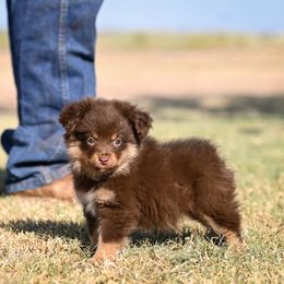 Luna - Red tri-color female Miniature American Shepherd puppy in Snyder, Texas from RLA Miniature American Shepherds