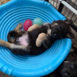 Abigail - Black and red female German Shepherd puppy in Columbus, Indiana from Stony Lonesome GSD