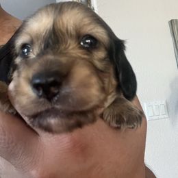 Brooks - Cream male Dachshund puppy in Fairfield, California from Dawson Creek Doxies