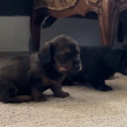 Dachshund Puppies from Cogsworth Cromwell Dachshunds of South West Michigan