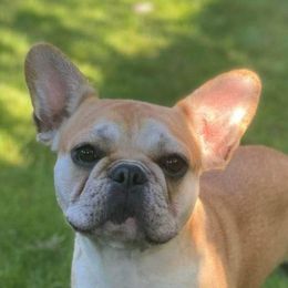 Laroux - French Bulldog