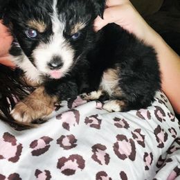 Miniature Australian Shepherd puppies from A6 Aussies