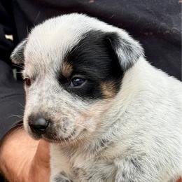 Boy 2 - Blue male Australian Cattle Dog puppy in Morton, Mississippi from Heart K Kennels
