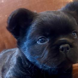 French Bulldogs from EG Bullies