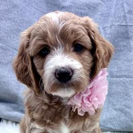 Yellow Girl - Red  female Goldendoodle puppy in Travelers Rest, South Carolina from Bailey Mountain Doodles