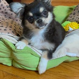 Chihuahua Puppies from ChiWowTown Chihuahuas
