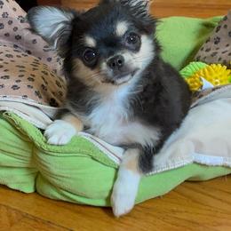 Chihuahua Puppies from ChiWowTown Chihuahuas