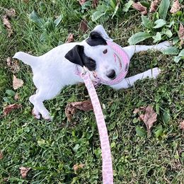Gigi - Russell Terrier