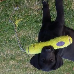 Labrador Retriever Puppies from Sommit Labradors
