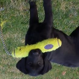 Labrador Retriever Puppies from Sommit Labradors