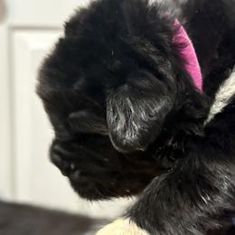 Hot Punk - Black female Newfoundland puppy in Riverside, California from Gentle Soul Newfoundlands