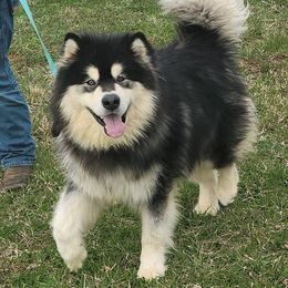 Rollo - Alaskan Malamute