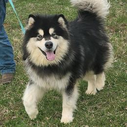 Rollo - Alaskan Malamute