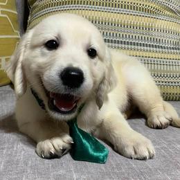 Goldendoodles and Golden Retrievers from Farmhouse Goldens