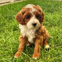 Sophia - Red  female Goldendoodle puppy in Bountiful, Utah from Red Brick Doodles