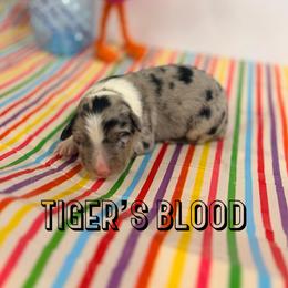 Tiger's Blood - Blue merle male Australian Shepherd puppy in Jena, Louisiana from Diamond 5 Aussies