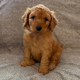 Poppy - Apricot female Goldendoodle puppy in Fayetteville, Arkansas from Mountain Grove Doodles