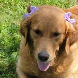 Golden Retrievers from Bear Ridge Kennels