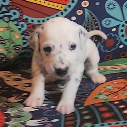 Dalmatian Puppies from Samba Flavors