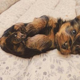 Boy 1 - Black and tan male Yorkshire Terrier puppy in Austin, Texas from Mike's Yorkies
