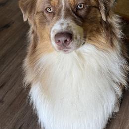 Dually - Australian Shepherd