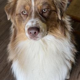 Dually - Australian Shepherd