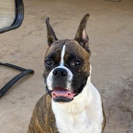 Elsa - Boxer