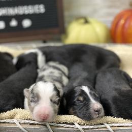 Australian Shepherd Puppies from Beachin' Aussies